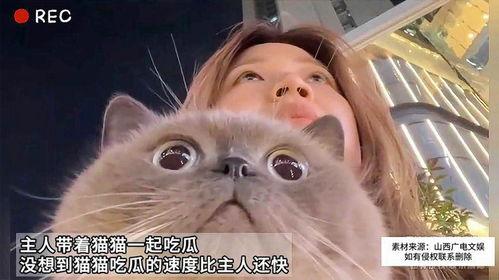 娱乐吃瓜猫作品原声