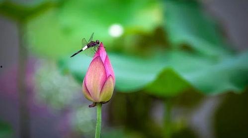 小池娱乐吃瓜,揭秘娱乐圈最新吃瓜事件